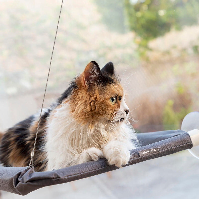 Refugio Suspenso para Gatos – Conforto e Diversão nas Alturas